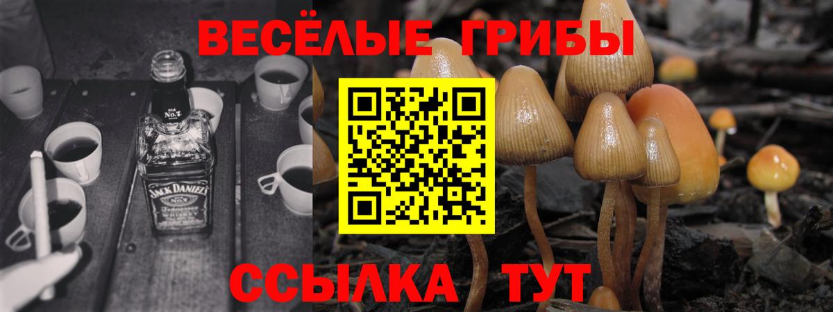 как найти закладки  Вход с VPN  Сальск  Псилоцибиновые грибы Magic Shrooms 